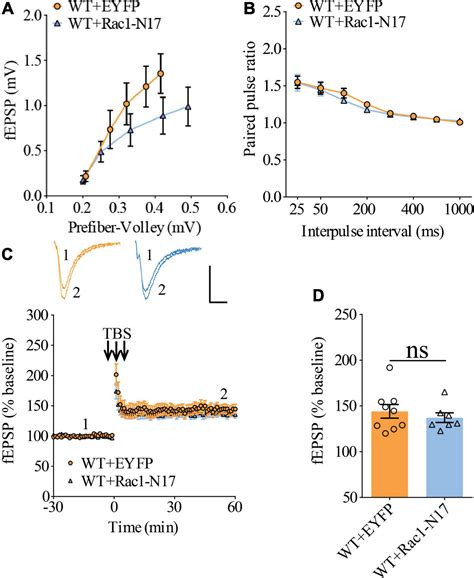 Frontiers Inhibition Of Rac In Ventral Hippocampal Excitatory