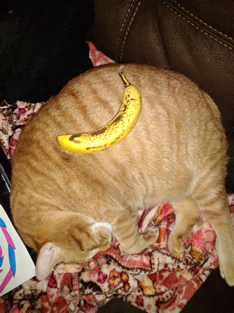 Big cat (banana for size reference) : r/Chonkers