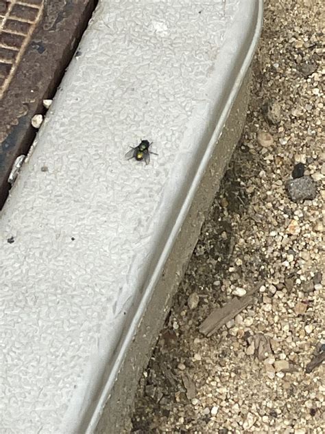 Greenbottle Flies From Joe Dimaggio Playground San Francisco Ca Us