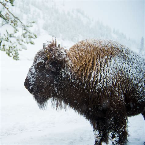 Bringing Back Bison Is A Genetic Challenge Wsj