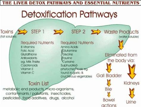 Detox Cleanses What You Must Know But Dont Goh