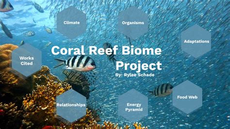 Coral Reef Biome Project By Rylee Schade On Prezi Next