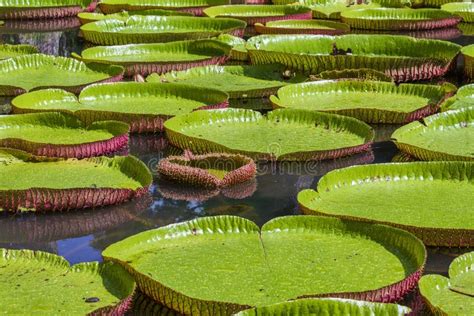 Giant Water Lily In Botanical Garden On Island Mauritius Victoria