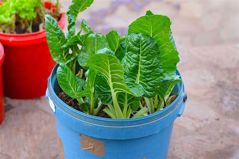 Here Is How You Can Grow Your Own Spinach In Containers Gardening Sun