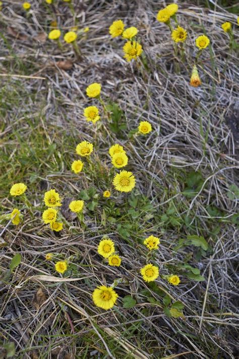 Tussilago farfara in bloom stock image. Image of leaf - 239654371