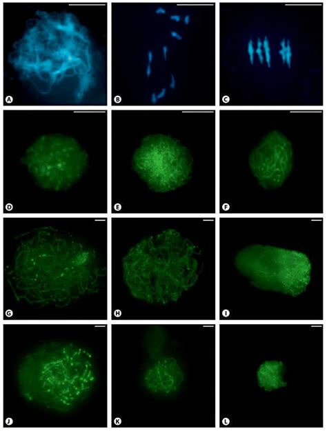 Fluorescent Micrographs Of Different Meiotic Stages In Arabidopsis And