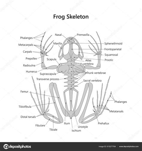 Frog Skeletal System White Background Stock Photo by ©AStepBioMed 615277764