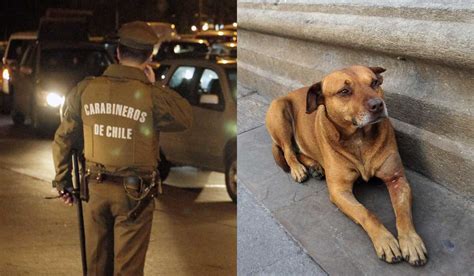 Carabinero Mata De Un Disparo A Perro Callejero Que Lo Mordi