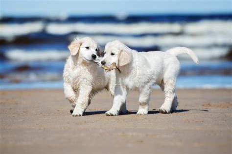 Two Golden Retriever Puppies on a Beach Stock Photo - Image of active ...