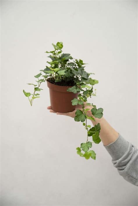 Bluszcz domowy 'Wonder' (łac. Hedera helix 'Wonder') - TRACZ Centrum ...