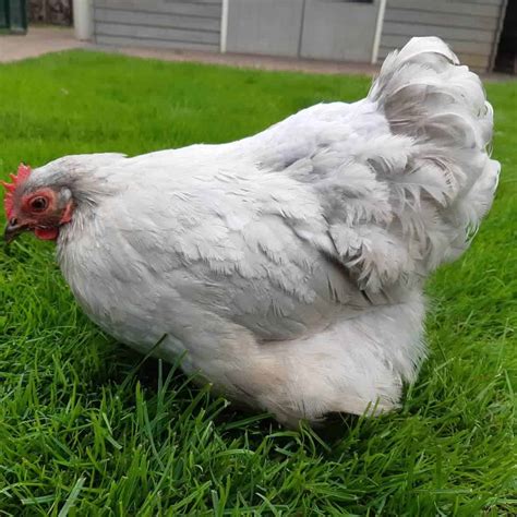 Top 6 Grey Chicken Breeds With Pictures