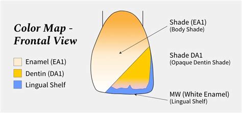 Color And Shade Selection For Anterior Composites Spear Education