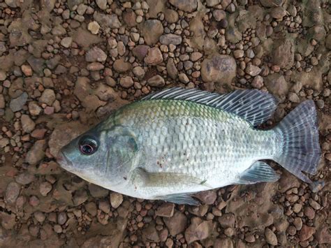 Tilapia Fish Tilapia | Idaho Preferred