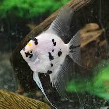 Pearl Scale Angelfish