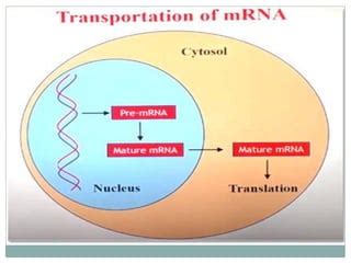 Nuclear export of mRNA | PPT