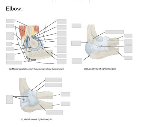 Elbow Joint Diagrams Diagram | Quizlet