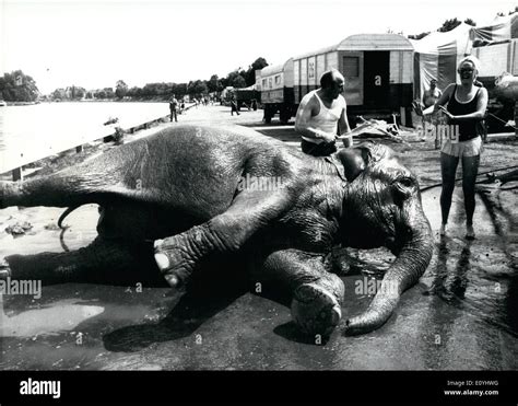 Elephant Clowns Hi Res Stock Photography And Images Alamy