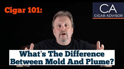 What Is The Difference Between Mold And Plume Cigar 101 Youtube