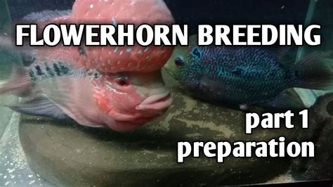 Flowerhorn Breeding Part 1 Preparation Tagalog W Eng Sub Hendrix