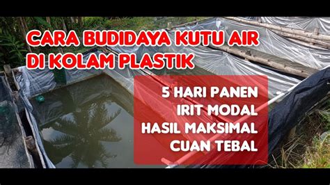 Cara Budidaya Kutu Air Youtube