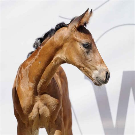 Fohlen Auktion Deutsche Amateur Meisterschaften Westf Lisches