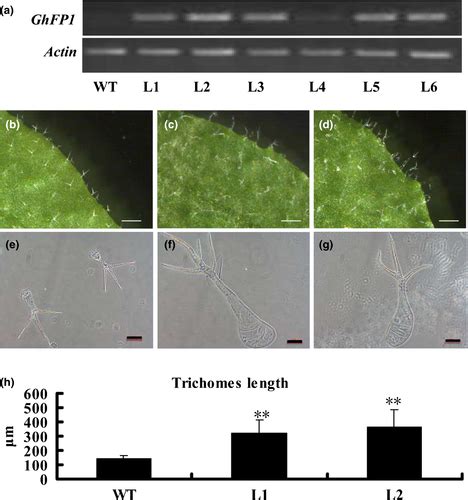 A Basic Helixloophelix Protein GhFP1 Promotes Fibre Elongation Of