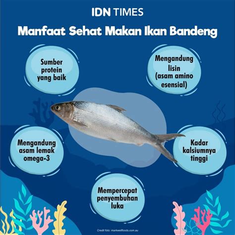 5 Manfaat Ikan Bandeng Untuk Kesehatan Tubuh