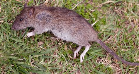 Top 173 Imagen Mort Au Rat Maison Fr Thptnganamst Edu Vn