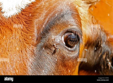 A Close Up Portrait Picture Of A Brown Cows Eye Stock Photo Alamy