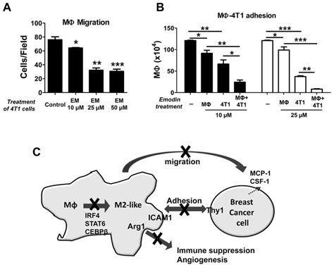 Emodin Inhibits Macrophage Migration And Adhesion To Tumor Cells