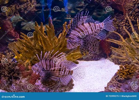 Lionfish Invasive Stock Photo Cartoondealer