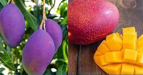 worlds  expensive purple mango  cultivated  karachi