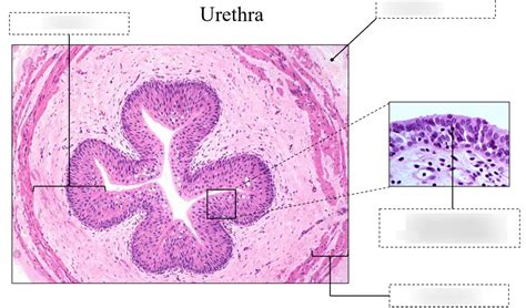 Urethra Histology Diagram Quizlet