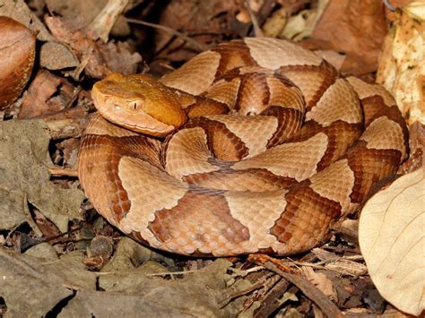 Baby Copperhead Snake Identification