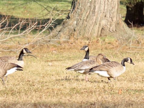 Ebird Checklist 11 Jan 2024 Thompson Park 4 Species