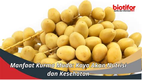 Manfaat Kurma Muda Kaya Akan Nutrisi Dan Kesehatan Biotifor