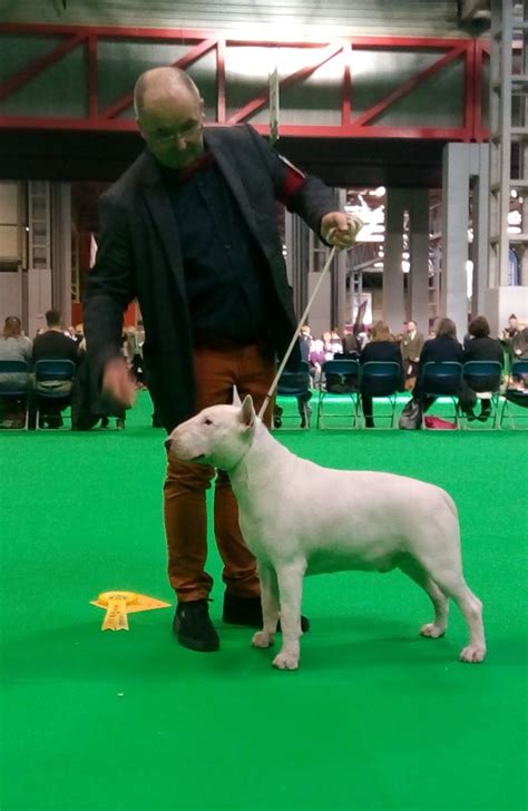 Chien Bull Terrier Nec Plus Ultra Du Royal Belvédère