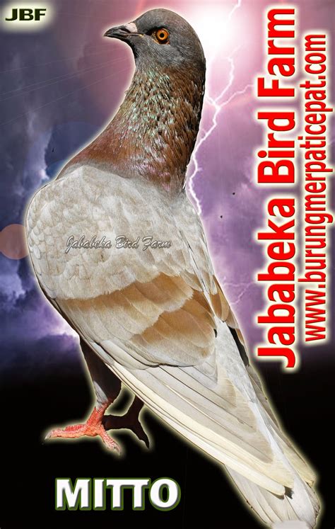 0287 382807 085228600358 085329515425 Jual Burung Merpati