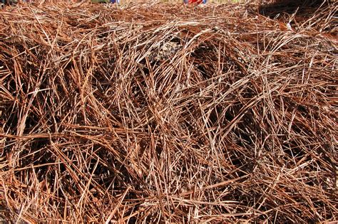 Mulch Or Pine Straw We Can Help You Choose Sharp Tree Service