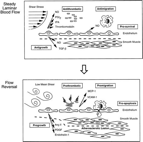 Laminar Shear Stress Arteriosclerosis Thrombosis And Vascular Biology