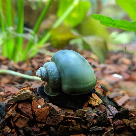 Pretty Blue Mystery Snail Goodjoseph Live Fish Store