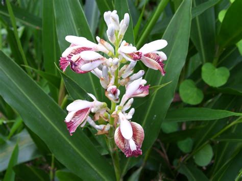 Alpinia Galanga Rasna 3 Livelymoo