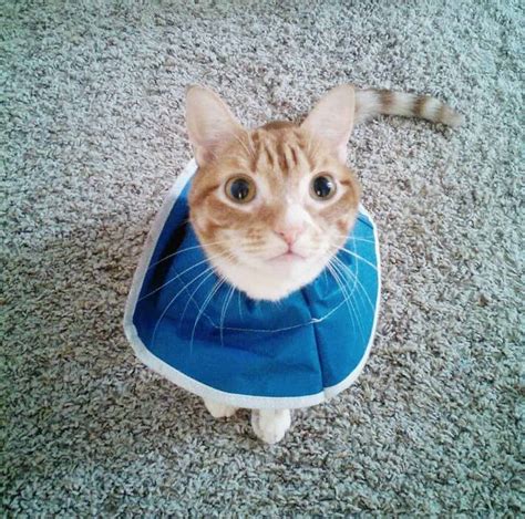 Cat Cone Alternatives That Actually Work Atelier Yuwa Ciao Jp