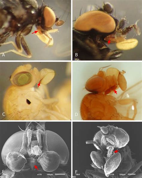 Photographs taken under a stereo microscope (A–D) and scanning electron ...