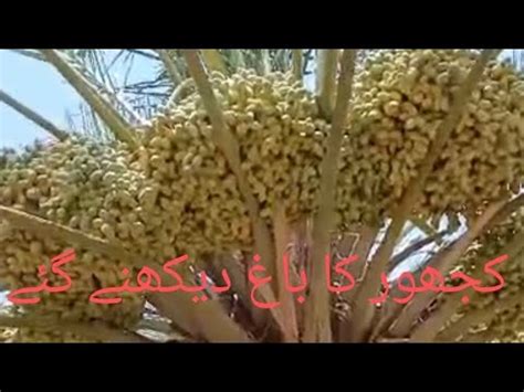 Khajor Ka Bagh Dekhny Gay Altaf460 YouTube
