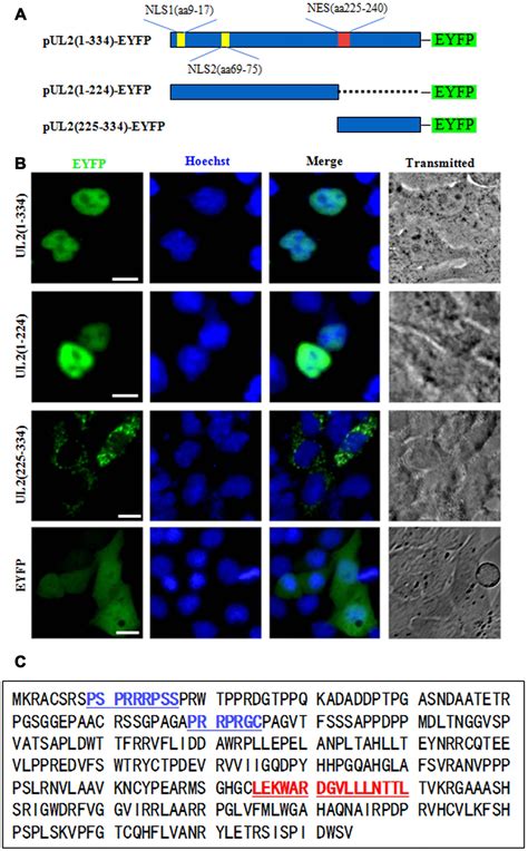 The Nuclear Localization Signal Mediated Nuclear Targeting Of Herpes