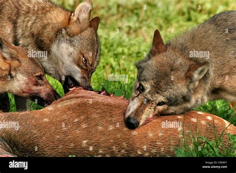 European Gray Wolf Canis Lupus Lupus Three Wolves Feeding On A