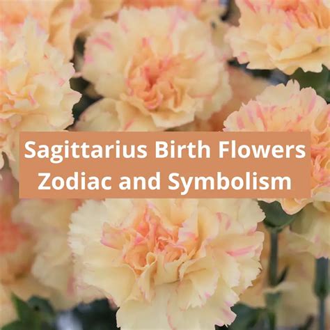 Sagittarius Birth Flowers Carnations Chrysanthemums Zodiac Flower