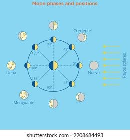 Moon Cycle Vector Illustration Diagram Poster Stock Vector (Royalty ...