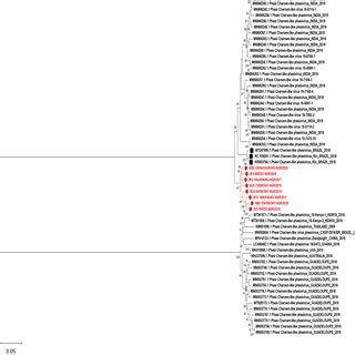 Maximum Likelihood Phylogenetic Tree Showing Evolutionary Relationship